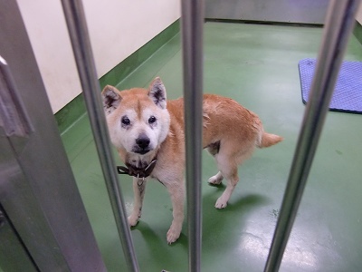 とらきち の ねこさん日記