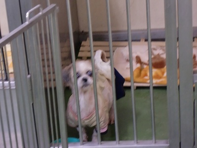 とらきち の ねこさん日記