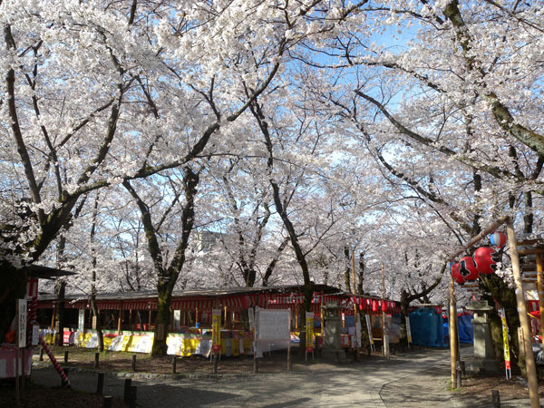 平野神社（桜苑）