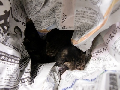 とらきち の ねこさん日記