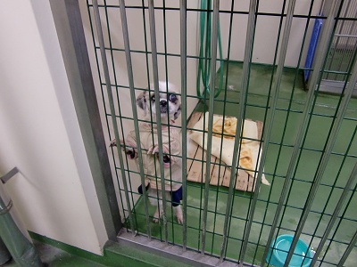 とらきち の ねこさん日記