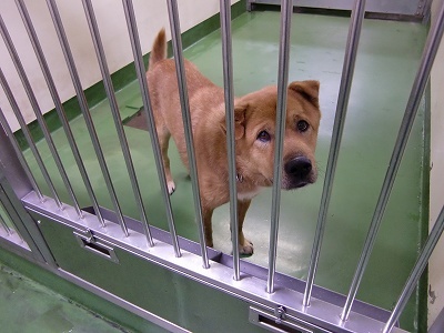 とらきち の ねこさん日記