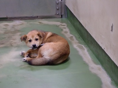 とらきち の ねこさん日記