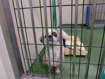 とらきち の ねこさん日記