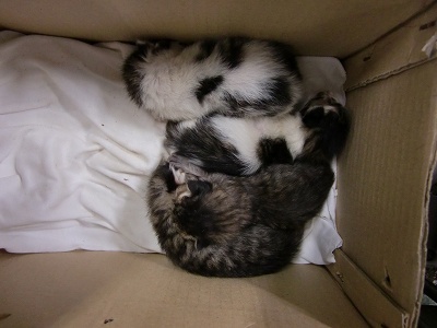 とらきち の ねこさん日記