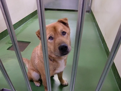 とらきち の ねこさん日記