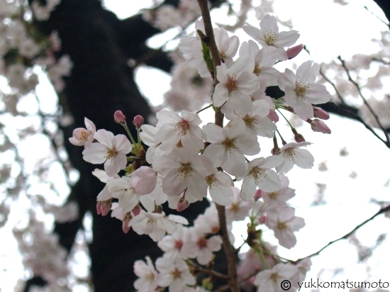 ON THE STREET CORNER   インディーズ取材日記-両国公園　墨田区　勝海舟生誕地