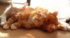 子連れＯＫパン教室ｉｎ横浜　　～ボウル一個で簡単パン作り～-sleepy