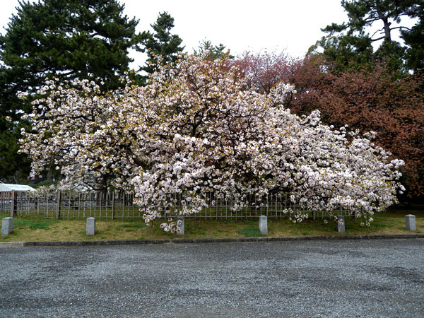 京都御苑（八重桜）