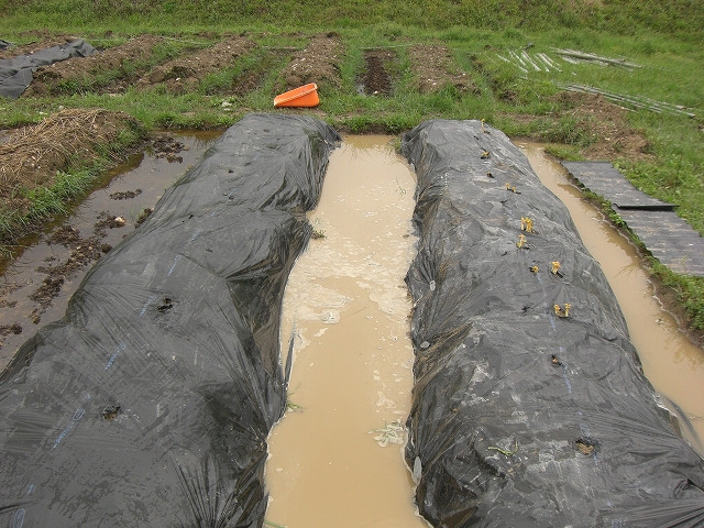 排水不良の土地の排水方法の実際 耕作放棄地を剣先スコップで畑に開拓 有機肥料を使い農薬無しで野菜を栽培する週2日の農作業記録 ｂｙウッチー式