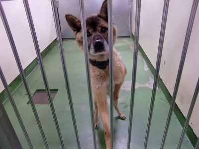 とらきち の ねこさん日記