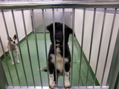 とらきち の ねこさん日記