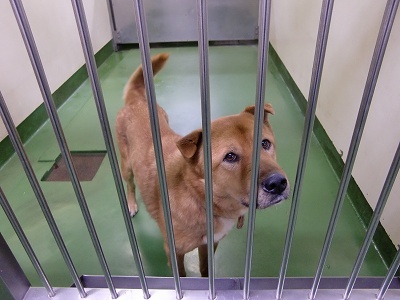 とらきち の ねこさん日記