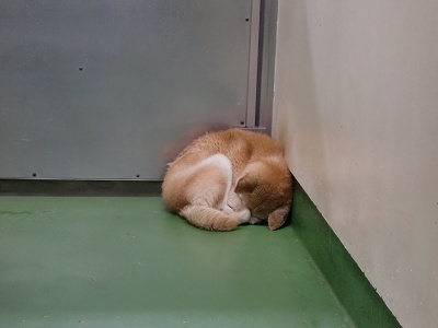 とらきち の ねこさん日記