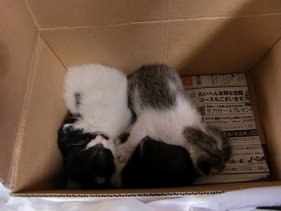 とらきち の ねこさん日記