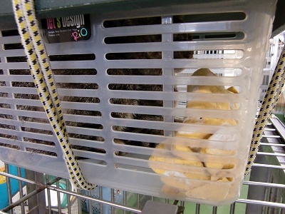 とらきち の ねこさん日記