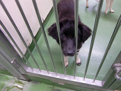 とらきち の ねこさん日記