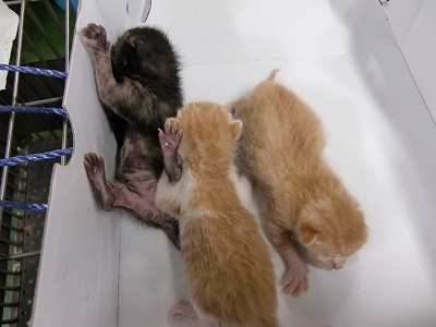 とらきち の ねこさん日記