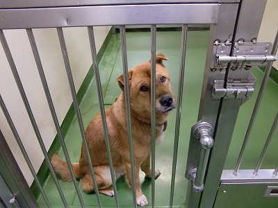 とらきち の ねこさん日記