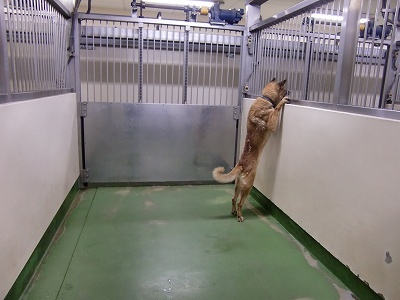 とらきち の ねこさん日記