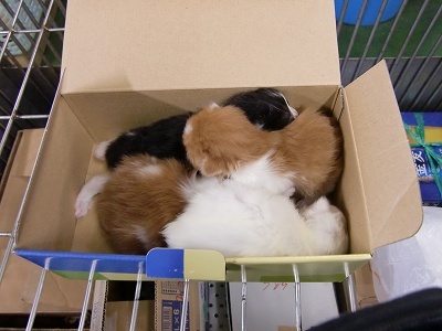 とらきち の ねこさん日記