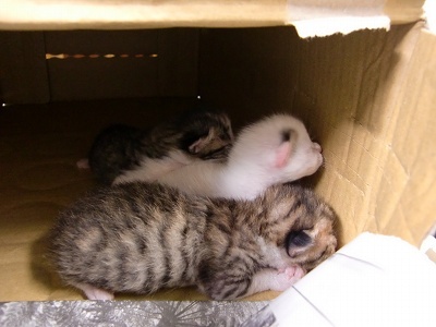 とらきち の ねこさん日記