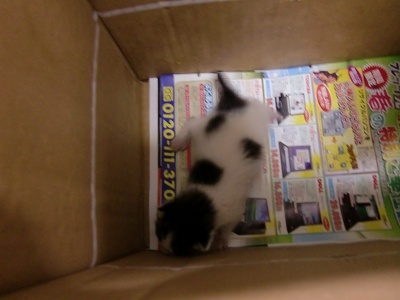 とらきち の ねこさん日記