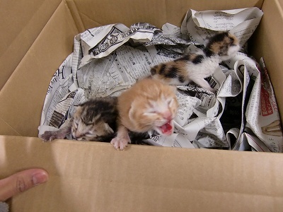 とらきち の ねこさん日記