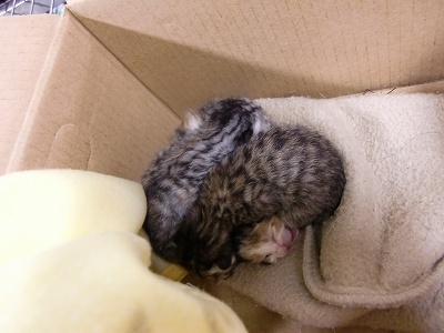 とらきち の ねこさん日記