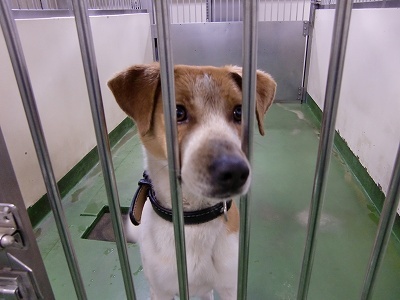 とらきち の ねこさん日記