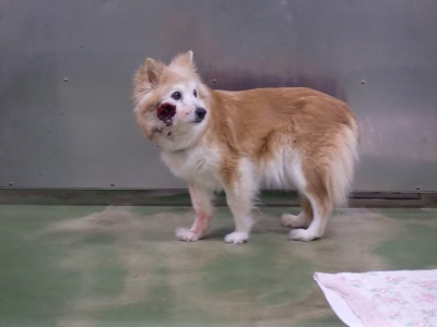 とらきち の ねこさん日記