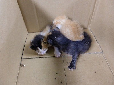 とらきち の ねこさん日記