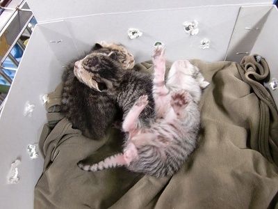 とらきち の ねこさん日記