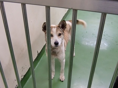 とらきち の ねこさん日記