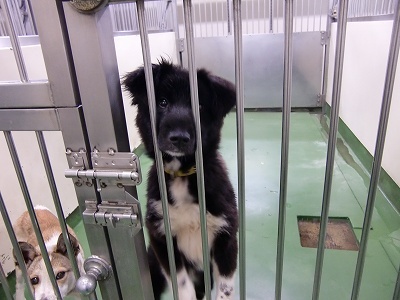 とらきち の ねこさん日記