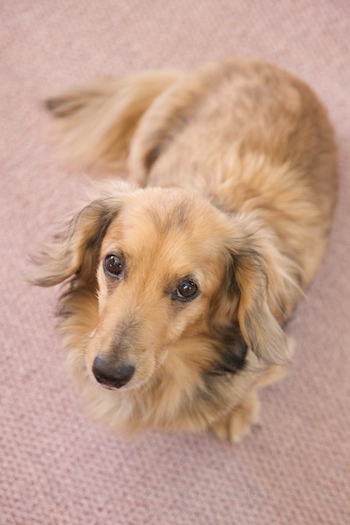 $きままなDaily Life ~ 時々フォトグラファーMotのブログ ~-Dolly