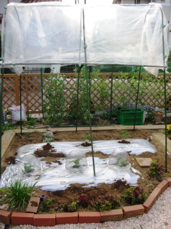 サラリーマンの気ままな家庭菜園