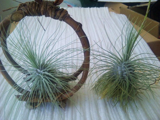 Tillandsia Fuchsii Tillandsia