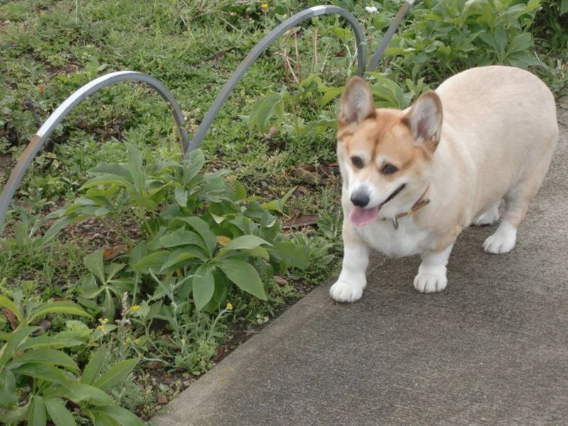 芝公園・プリンス・タワー前バラ園・どすこい空が行く・Ⅱ*☆*:;;;:*☆*:;;;: