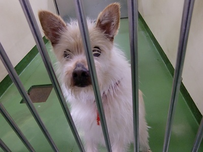 とらきち の ねこさん日記