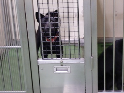 とらきち の ねこさん日記