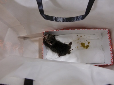 とらきち の ねこさん日記