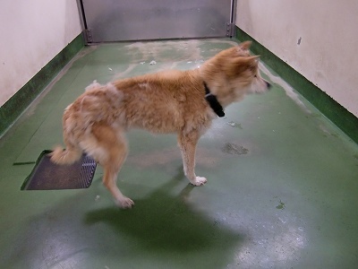 とらきち の ねこさん日記