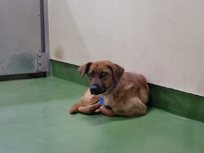 とらきち の ねこさん日記