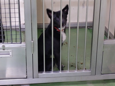 とらきち の ねこさん日記