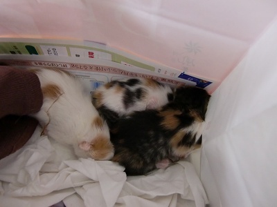 とらきち の ねこさん日記