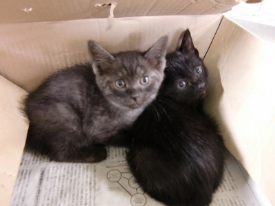 とらきち の ねこさん日記