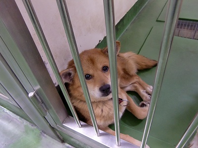 とらきち の ねこさん日記