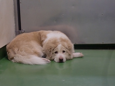 とらきち の ねこさん日記