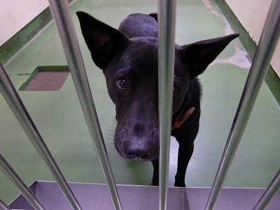 とらきち の ねこさん日記